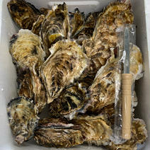 【BBQ】【春限定】殻つき牡蠣6kg 殻つき牡蠣6kg 果物や野菜などのお取り寄せ宅配食材通販産地直送アウル