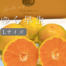 限定1箱！Lサイズ！甘さ広がる【ゆら早生みかん】　有田みかん　極早生 3kg 果物や野菜などのお取り寄せ宅配食材通販産地直送アウル