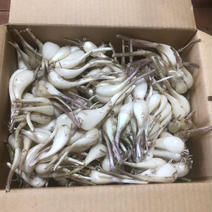 淡路島産ラッキョウ2kg/農薬・化学肥料不使用 60サイズ段ボール込み約2kg 果物や野菜などのお取り寄せ宅配食材通販産地直送アウル