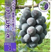 【カナダ人農園主の真心を込めた】ニューピオーネ約１ｋｇ ニューピオーネ約１ｋｇ 果物や野菜などのお取り寄せ宅配食材通販産地直送アウル