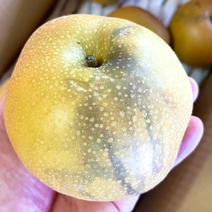 梨　豊水　訳あり　約3kg(7個〜9個) 約3kg(7個〜9個) 果物や野菜などのお取り寄せ宅配食材通販産地直送アウル