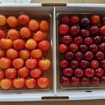 さくらんぼ紅秀峰食べ比べ 700g 果物や野菜などのお取り寄せ宅配食材通販産地直送アウル