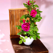 苔玉　ミニ薔薇(衝立付き) 高さ約25㌢　重さ300㌘まで 果物や野菜などのお取り寄せ宅配食材通販産地直送アウル