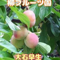 《柳フルーツ園》訳ありすもも(大石早生) 約2Kg すもも約2kg 果物や野菜などのお取り寄せ宅配食材通販産地直送アウル