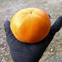 【送料無料・数量限定】和歌山県産　富有柿 5kg 約5kg 果物や野菜などのお取り寄せ宅配食材通販産地直送アウル