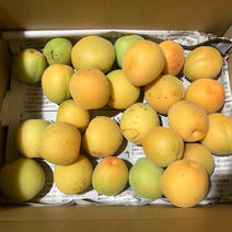 家庭用山形在来梅2.2kg 梅2.2kg 果物や野菜などのお取り寄せ宅配食材通販産地直送アウル