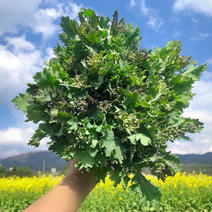 (2kg)食べるブーケ [信州産] ほろ苦ウマい！冬菜の菜花 冬菜の菜花2kg(80サイズ箱でお届け) 果物や野菜などのお取り寄せ宅配食材通販産地直送アウル
