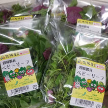 サラダセット！ ベビーリーフ100㌘．わさび菜200㌘．フリルレタス200㌘．サンチュ20枚 果物や野菜などのお取り寄せ宅配食材通販産地直送アウル