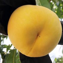 黄金桃 黄金桃 黄金桃（18玉サイズ）（優） 【業務用食材の仕入れなら