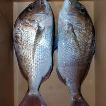 【飲食店向け】養殖マダイ２枚 約2.6~3.4kg 果物や野菜などのお取り寄せ宅配食材通販産地直送アウル