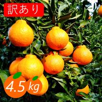 【訳あり】不知火 4.5kg 糖と酸のせめぎ合い♡スッキリ系ジューシー柑橘♫愛媛みかん！！デコポン同品種 【訳あり】4.5kg(箱込み) 果物や野菜などのお取り寄せ宅配食材通販産地直送アウル