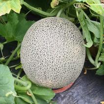 ラスト　２玉　熊本特産　タカミメロン　貴味 ３、5㎏以上 果物や野菜などのお取り寄せ宅配食材通販産地直送アウル