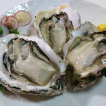最高の出来！2L岩牡蠣 10個セット！ 10個 果物や野菜などのお取り寄せ宅配食材通販産地直送アウル