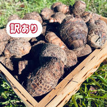 【農薬・化学肥料不使用】【訳あり】里芋！2kg（箱込） 箱込2kg 果物や野菜などのお取り寄せ宅配食材通販産地直送アウル