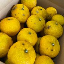 ゆず・柚子（果物＞香酸柑橘(ライム・レモン等)）の産地直送商品一覧