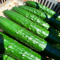 濃厚プレミアムきゅうり 3kg 果物や野菜などのお取り寄せ宅配食材通販産地直送アウル