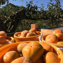 【送料無料】和歌山県産たねなし柿(刀根早生) 箱込み2kg　家庭用 梱包材含めて約2㎏となります。Mサイズ以上のサイズミックスです。数量はサイズによりますが8個～12個前後お詰めします。 ※Mサイズ・・・160～189ｇ 果物や野菜などのお取り寄せ宅配食材通販産地直送アウル