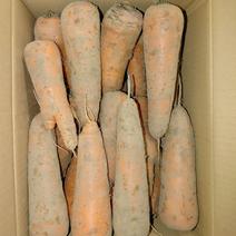 茨城産無農薬人参、ジュース用19kg 19Kg 果物や野菜などのお取り寄せ宅配食材通販産地直送アウル