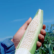 【大好評♪】白い贅沢　ピュアホワイト　1kg 1kg（3〜5本） 果物や野菜などのお取り寄せ宅配食材通販産地直送アウル