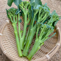 【クール便】まっつん農園のスティックセニョール！500g 500ｇ 果物や野菜などのお取り寄せ宅配食材通販産地直送アウル
