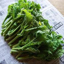 房 総 の 菜 の 花 【１.２kg】♪ １.２kg。 果物や野菜などのお取り寄せ宅配食材通販産地直送アウル