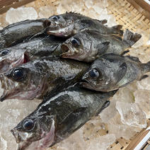 朝採れ！当日出荷！黒メバル　2kg 黒メバル　2キロ 果物や野菜などのお取り寄せ宅配食材通販産地直送アウル
