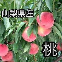 【クール便】桃『品種おまかせ』最後まで硬め　3kg 3kg 果物や野菜などのお取り寄せ宅配食材通販産地直送アウル
