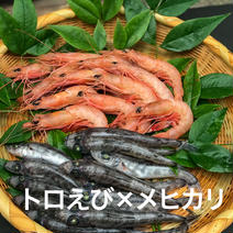 とろ〜り！珊瑚色をしたトロえび（中小）×一度食べると虜になるメヒカリ（中小） トロえび中小1パック1kg（80-100尾前後）/メヒカリ中小1パック1kg（70-90尾前後） 産直アウルのお歳暮特集～2021年～<3999円以下> 通販