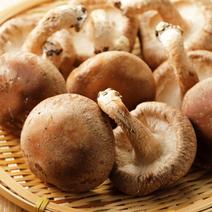 箱いっぱい房総しいたけ　サイズ無選別 60サイズ箱いっぱい 果物や野菜などのお取り寄せ宅配食材通販産地直送アウル