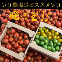 龍宮フルティカ＆グリーン＆イエロー ２キロ 果物や野菜などのお取り寄せ宅配食材通販産地直送アウル