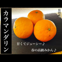 訳ありカラマンダリン　お試しサイズ1キロ  サイズ混合　有田産 約11個 果物や野菜などのお取り寄せ宅配食材通販産地直送アウル