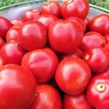 完熟高リコピントマト「リコボール」お料理に最適 2㎏ 果物や野菜などのお取り寄せ宅配食材通販産地直送アウル