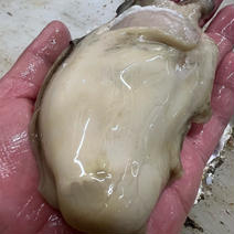 《日間賀島産》天然岩牡蠣【身入りMAX】4キロ4-6個【濃厚な旨味海のミルク】 4kg 果物や野菜などのお取り寄せ宅配食材通販産地直送アウル