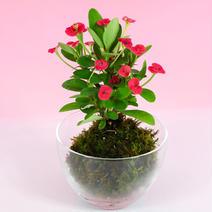 苔玉　花キリン(赤)  液肥付き✨ 高さ約15㌢　重さ約200㌘ 果物や野菜などのお取り寄せ宅配食材通販産地直送アウル