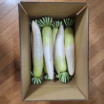 大根　複数　農薬、化学肥料不使用 大根8～10本 果物や野菜などのお取り寄せ宅配食材通販産地直送アウル