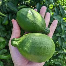 種無しレモン　璃の香(りのか)　約2キロ 約２キロ 果物や野菜などのお取り寄せ宅配食材通販産地直送アウル