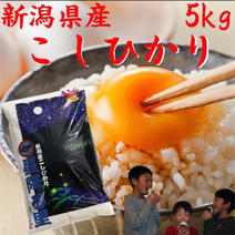 コシヒカリデラックス　5キロ　5kg    無洗米　令和3年産　(送料込み) 5kg×1 果物や野菜などのお取り寄せ宅配食材通販産地直送アウル