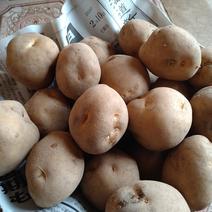 【早い者勝ち】越冬今金産男しゃく　5kg 5kg 果物や野菜などのお取り寄せ宅配食材通販産地直送アウル