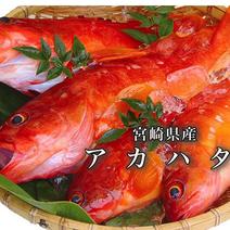 【１㎏】　アカハタ １㎏　2～4匹 果物や野菜などのお取り寄せ宅配食材通販産地直送アウル