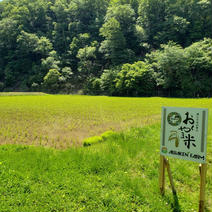 【丹波篠山産】おくやま米　玄米20kg 20kg 果物や野菜などのお取り寄せ宅配食材通販産地直送アウル