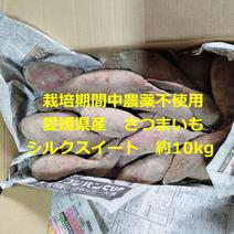 栽培期間中農薬不使用　愛媛県産さつまいも　シルクスイート　約１０ｋｇ 10kg 果物や野菜などのお取り寄せ宅配食材通販産地直送アウル