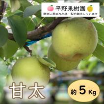 清流球磨梨・甘太　5kg箱(5〜14個入り) 約5kg 果物や野菜などのお取り寄せ宅配食材通販産地直送アウル