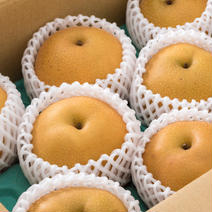 梨 訳あり 熊本県産  5キロ箱【内容量内訳:4kg+不良果補償分500g】 箱込み約5kg【内容量内訳:4kg+不良果補償分500g】 果物や野菜などのお取り寄せ宅配食材通販産地直送アウル