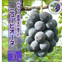【カナダ人農園主の真心を込めた】ニューピオーネ約３ｋｇ ニューピオーネ約3ｋｇ 果物や野菜などのお取り寄せ宅配食材通販産地直送アウル