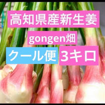高知県産　新生姜3キロ クール便 3キロ 果物や野菜などのお取り寄せ宅配食材通販産地直送アウル