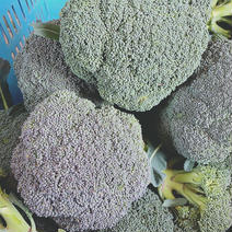 小ぶり【数量限定】渥美半島産ブロッコリー　2kg 2kg 果物や野菜などのお取り寄せ宅配食材通販産地直送アウル