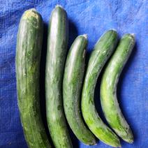 【訳あり】自根栽培きゅうり3kg 3kg 果物や野菜などのお取り寄せ宅配食材通販産地直送アウル