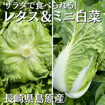 サラダで食べられるミニ白菜&レタスのセット③ミニ白菜1個•レタス4玉 ③ミニ白菜1個•レタス4玉 果物や野菜などのお取り寄せ宅配食材通販産地直送アウル