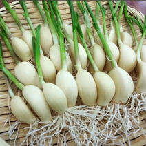 愛知県産スプラウト青空にんにく40本以上（発芽にんにく） 40本以上 2月が旬の食材♪ 初春の味覚を生産者さんから直送 通販