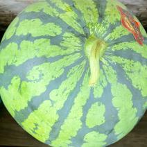 熊本県産 高級 すいか 西瓜 大玉 1玉入り 3L サイズ  7キロ以上 秀品（001） 完熟 ギフト プレゼント用 贈答用 お中元 お祝い お見舞い 果物 フルーツ【バイヤー推奨商品】 1玉（目安：7～9kg） ["宇城市", "産地詳細"] 通販